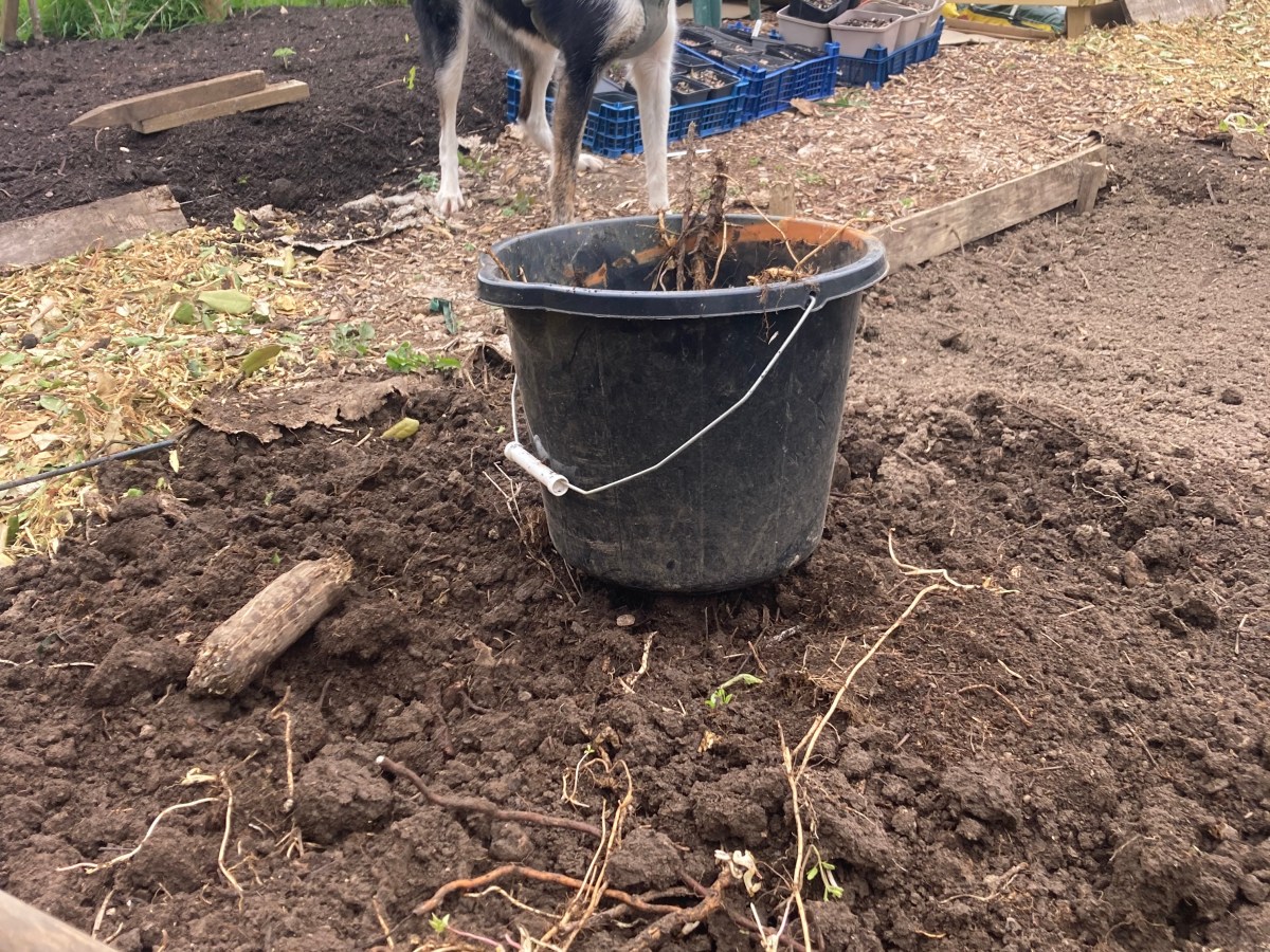 How to clear an Allotment, ‘To Dig or to No&nbsp;Dig’